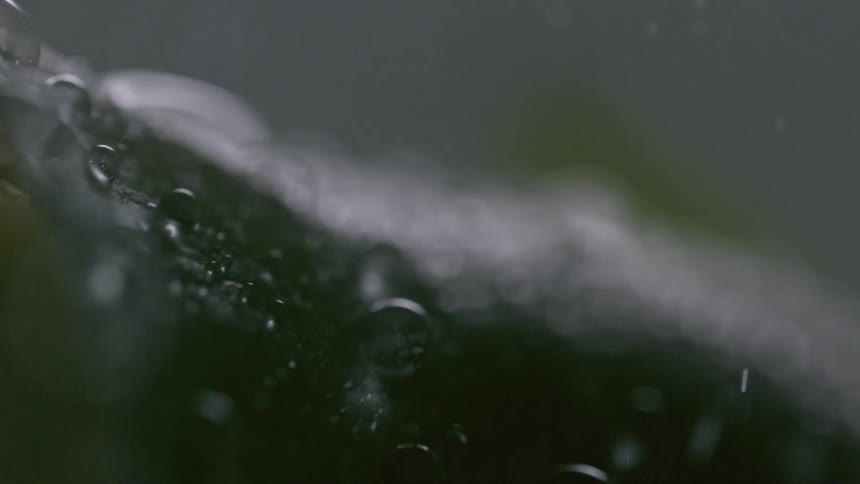 Water pours down on a green leaf
