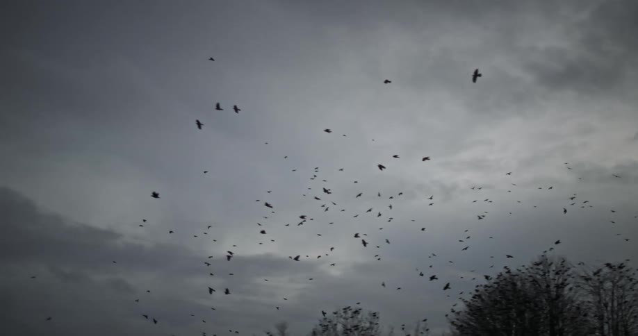 A flock flying in the cloudy sky