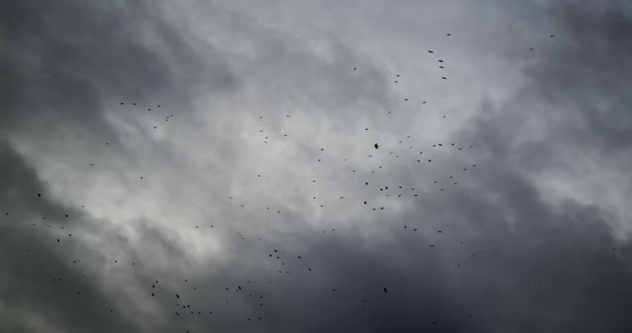 A flock of birds flying in the sky