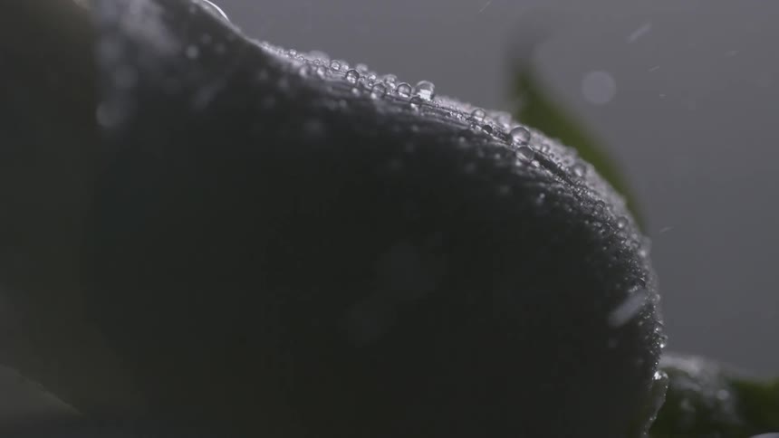 Water hits and bounces off of a flower