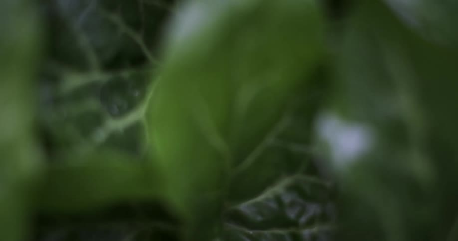 Light shines on green leaves of plants as they move in the breeze