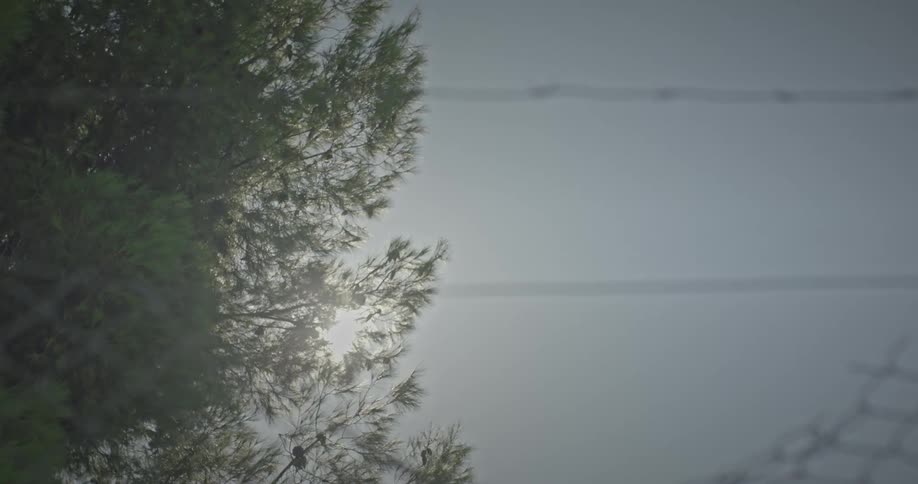 A barbed wire and in the sky the sun is shining between the branches of a tree