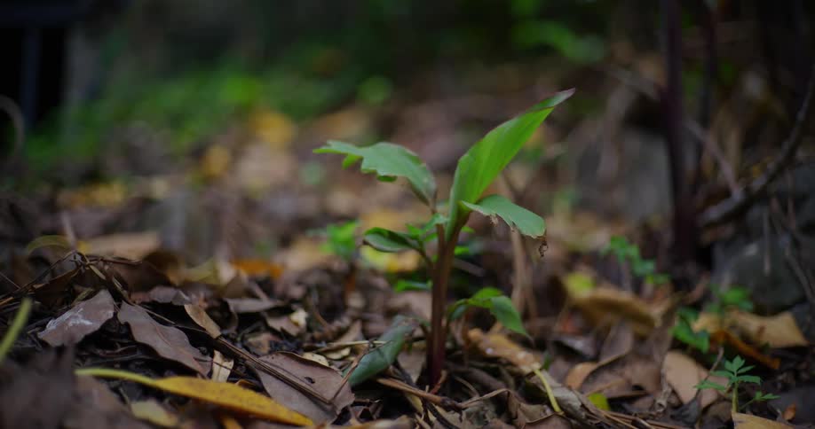 Small plant seedling in a forest with dry leaves around