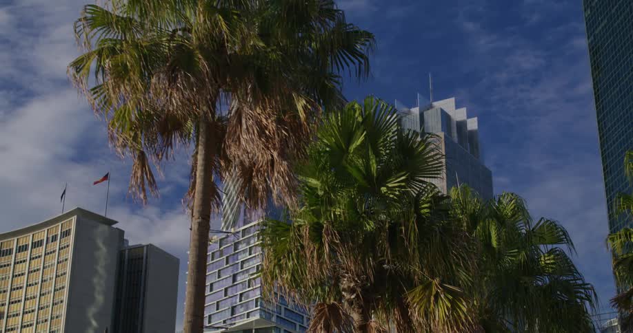 Palm trees line a road that passes near rows of towering skyscrapers