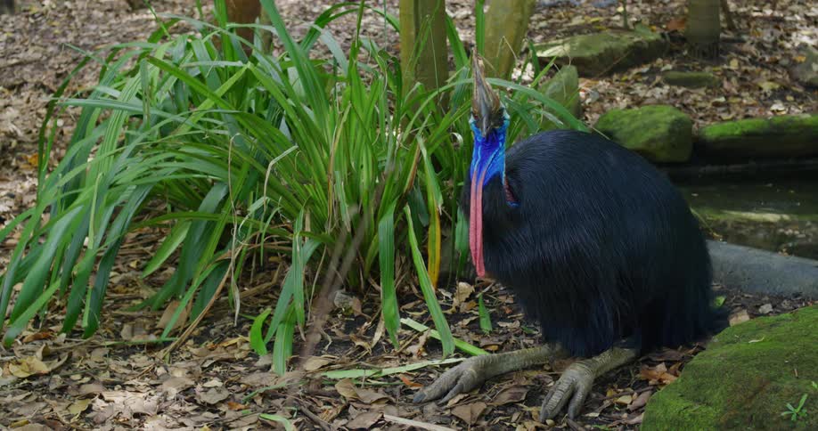 Cassowary bird in the jungle