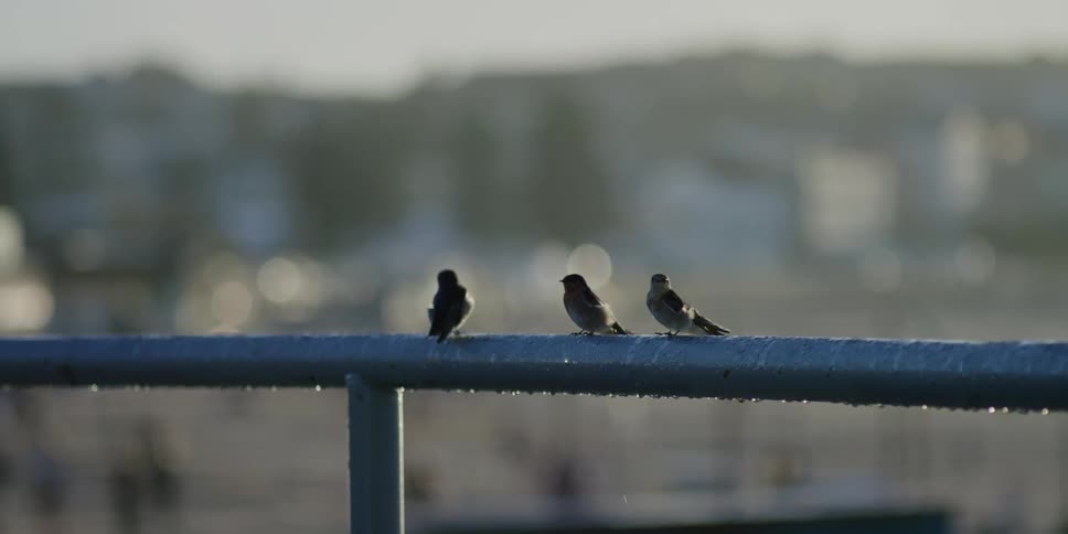 The birds on the grid get wet from the rain during the day
