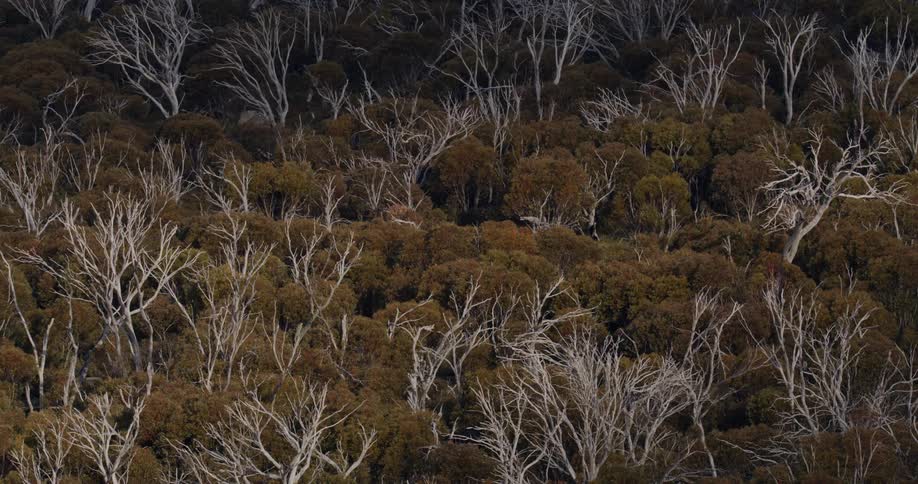 Snow Gum trees in the Australian High Country