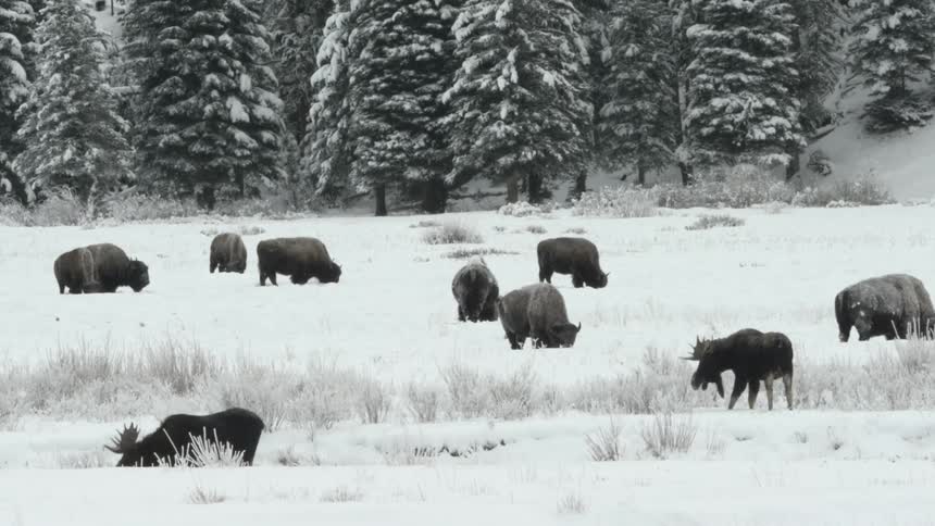 Herd of moose and bison graze in snow covered pasture