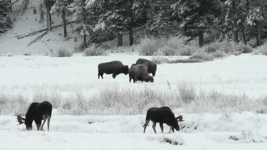 Moose and bison grazing in a snowy landscape