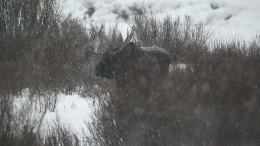 Bull moose walks through snow between vegetation during winter