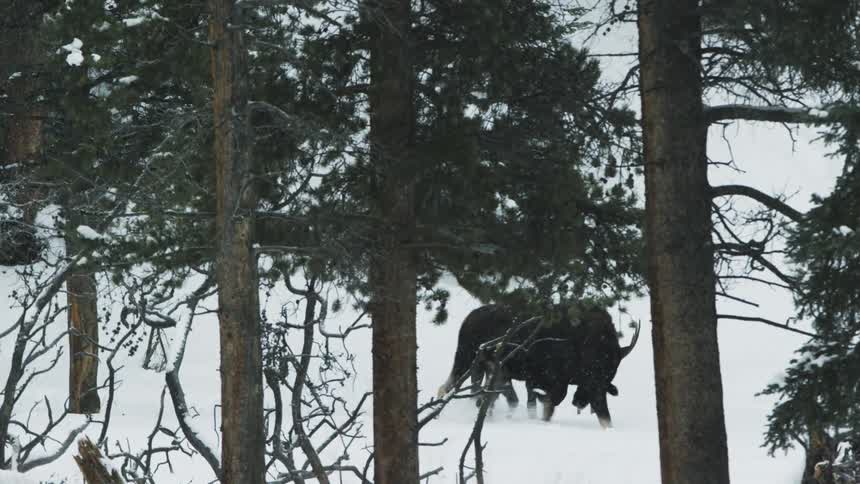 Moose fighting through some trees