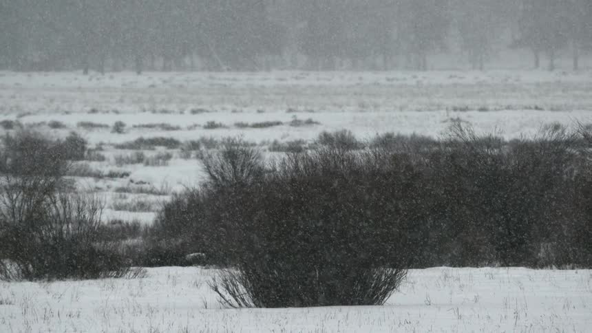 Snow falling in a meadow in Yellowstone