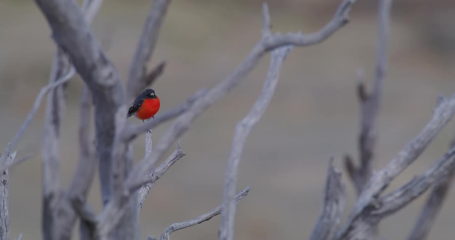 Flame Robin perches on leafless tree
