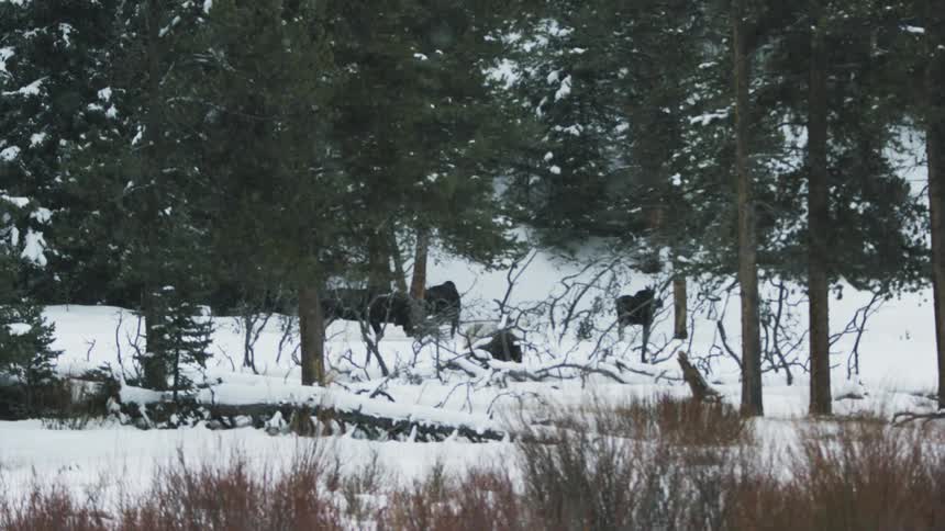 Two moose fighting in a snowy forest