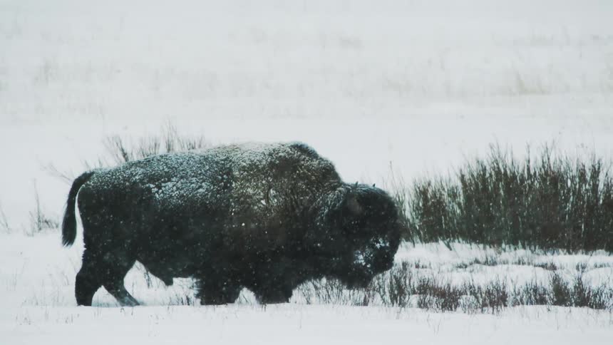 A bison walking through the snow