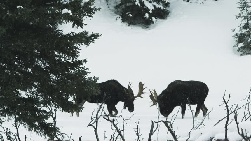 Two moose lock horns in a forest while is snows