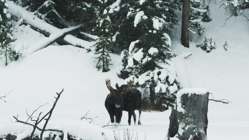 Moose running through the forest during a winter blizzard