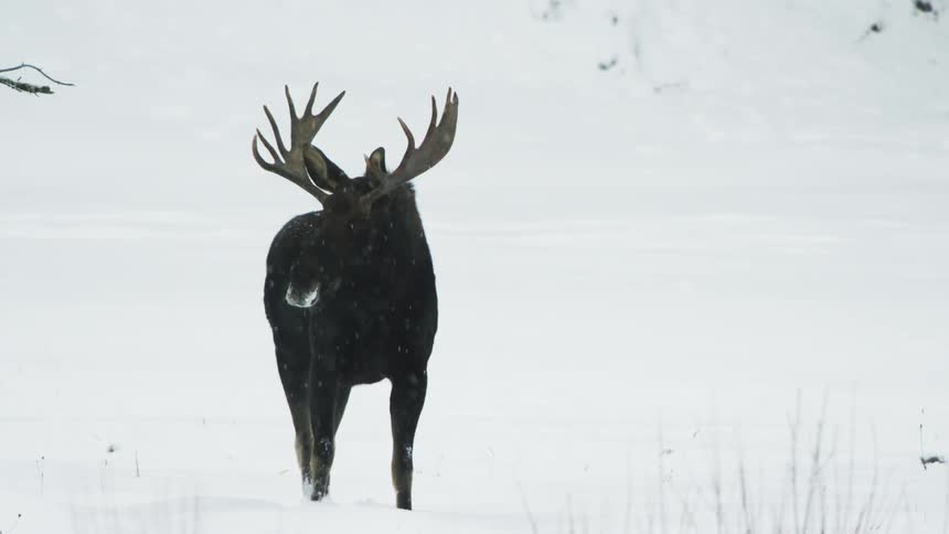 A large moose walking in a snow covered landscape
