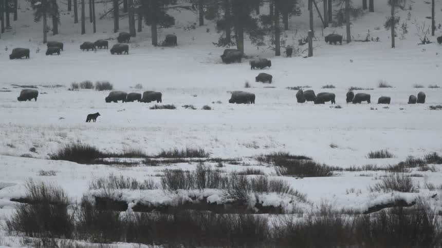 A wolf walking among a herd of bison in a snow covered landscape
