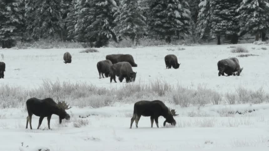 Herd of moose and bison graze in snow covered field
