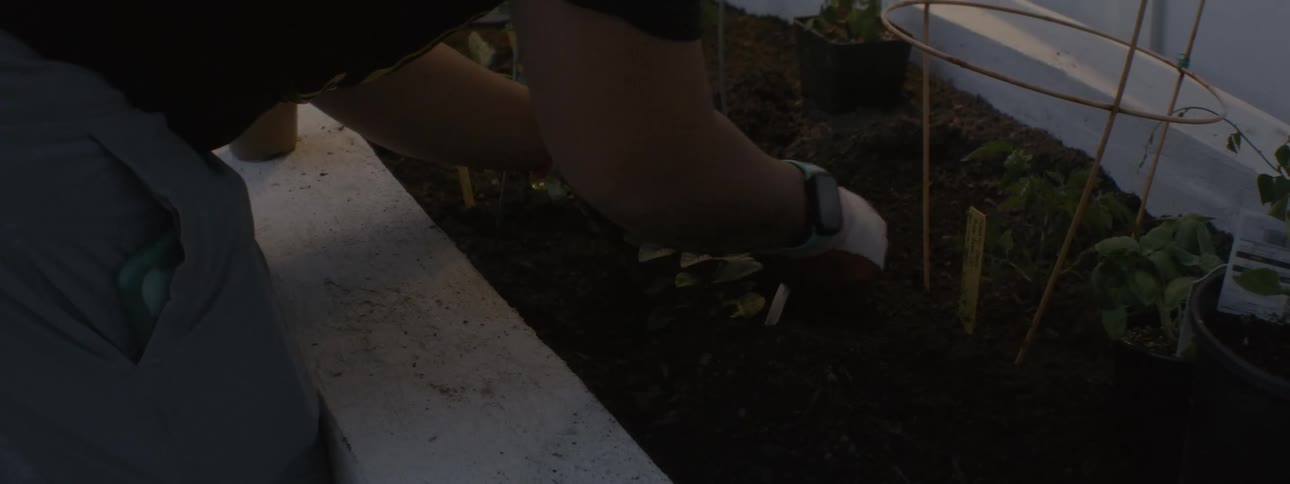 A person tending plants on a small outdoor garden