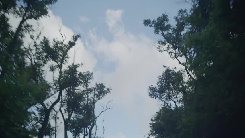 Moving on a road through the woods looking up at trees under a cloudy sky
