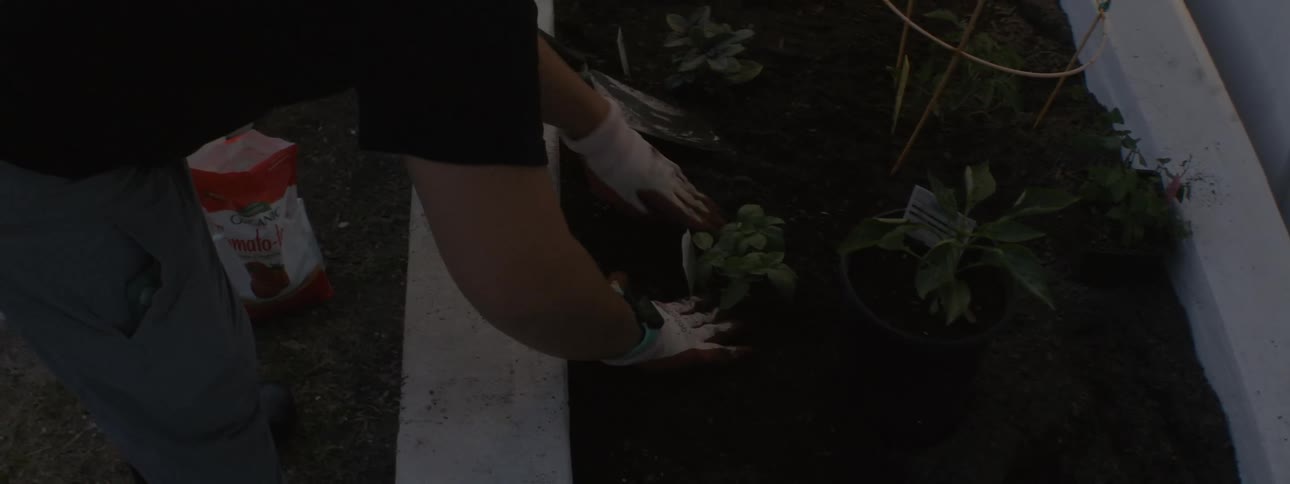 A person tending and watering an outdoors garden