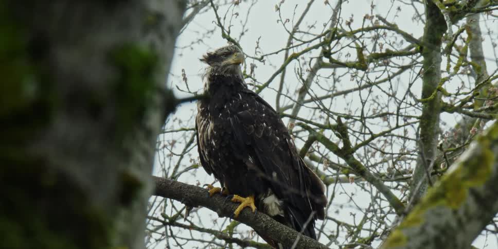 A predatory bird sits on tree branch in the wind