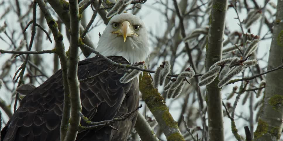 A bald eagle sitting in a tree looks towards camera