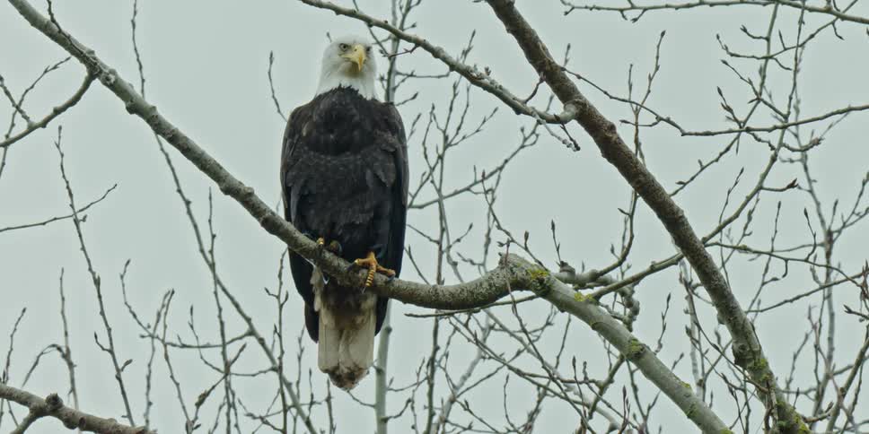 An eagle perches majestically on a sturdy tree branch its sharp eyes scanning the surroundings