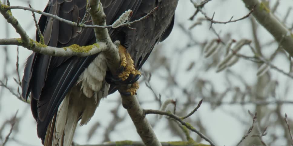 Eagle grasps branch of leafless tree with its talons