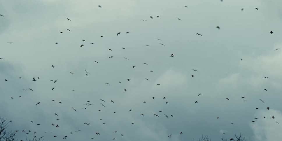 A flock of birds flying in the air