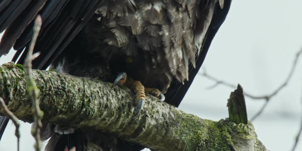 The talons of a large eagle clasp a branch as wind blows through its feathers