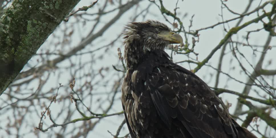 Close up of an eagle majestically perched in a tree surveying its surroundings with keen eyes