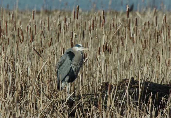 A heron bird stands on a log amidst a bunch of reeds