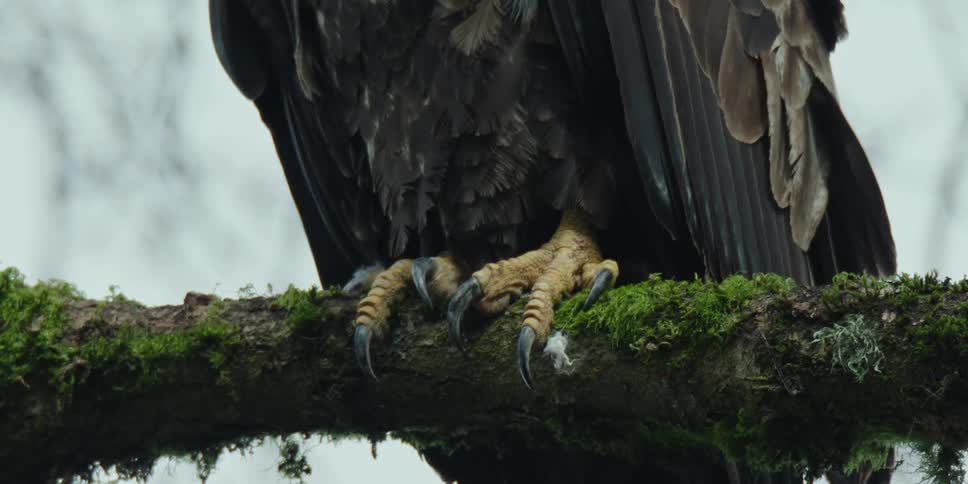 Closeup of a predatory birds claws on a mossy tree branch