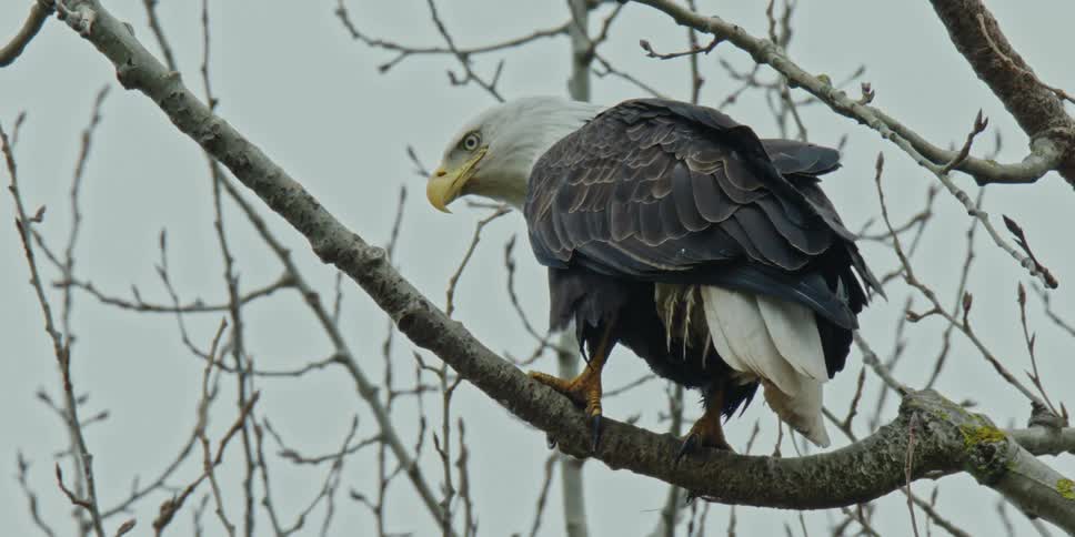 A bald eagle sits in a tree and surveys its prey