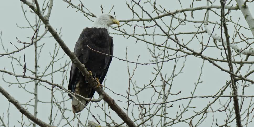 Bald eagle perches on branch of leafless tree