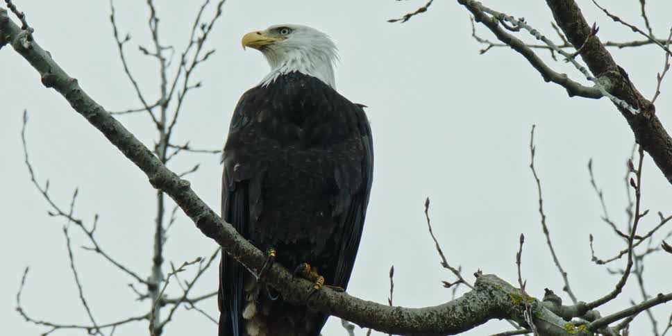 A bald eagle perched on a tree branch as snow begins to fall
