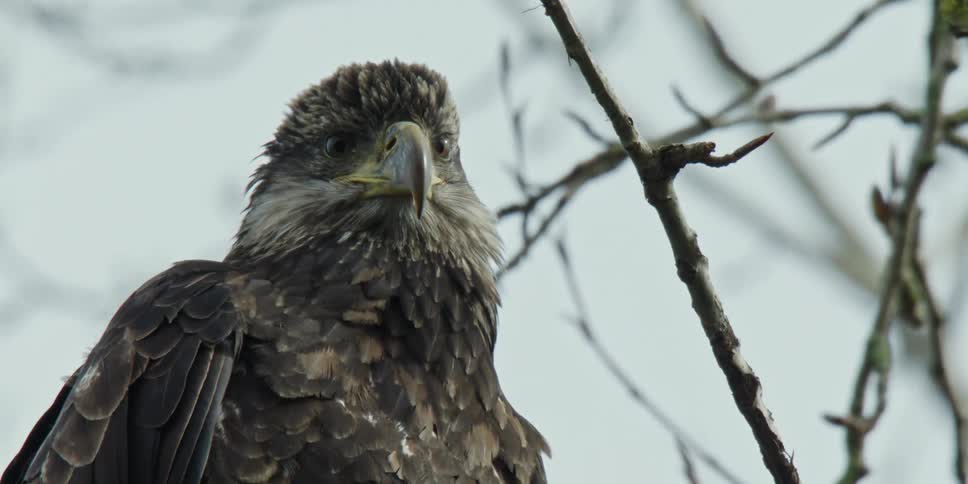 Young eagle surveying its surroundings while sitting in a tree