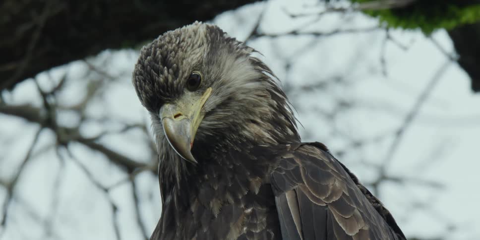 An eagle on a tree looking around
