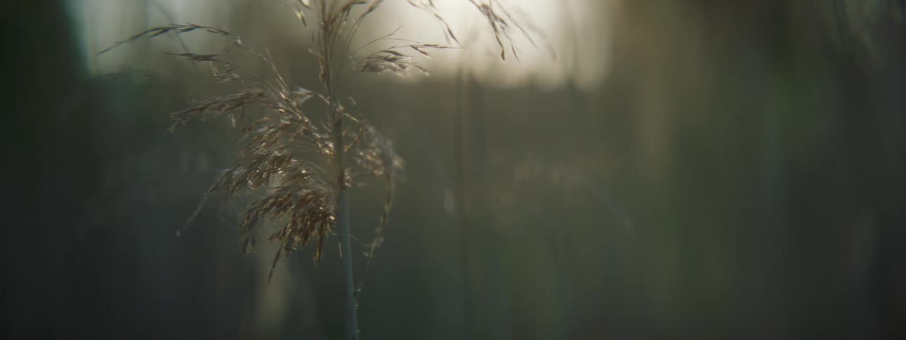 A reed and assorted vegetation a brown by a gentle breeze