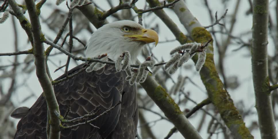 A bald eagle on a tree branch