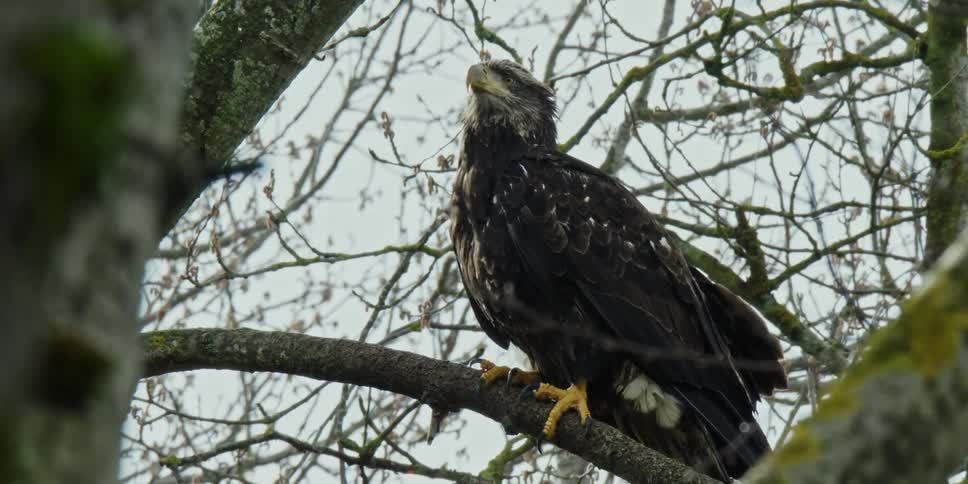 A young eagle sits in a tree and looks around as the wind blows through its feathers