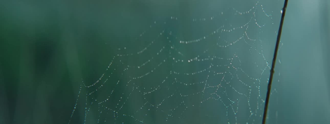 Dew covered spiderweb moves in the breeze outdoors