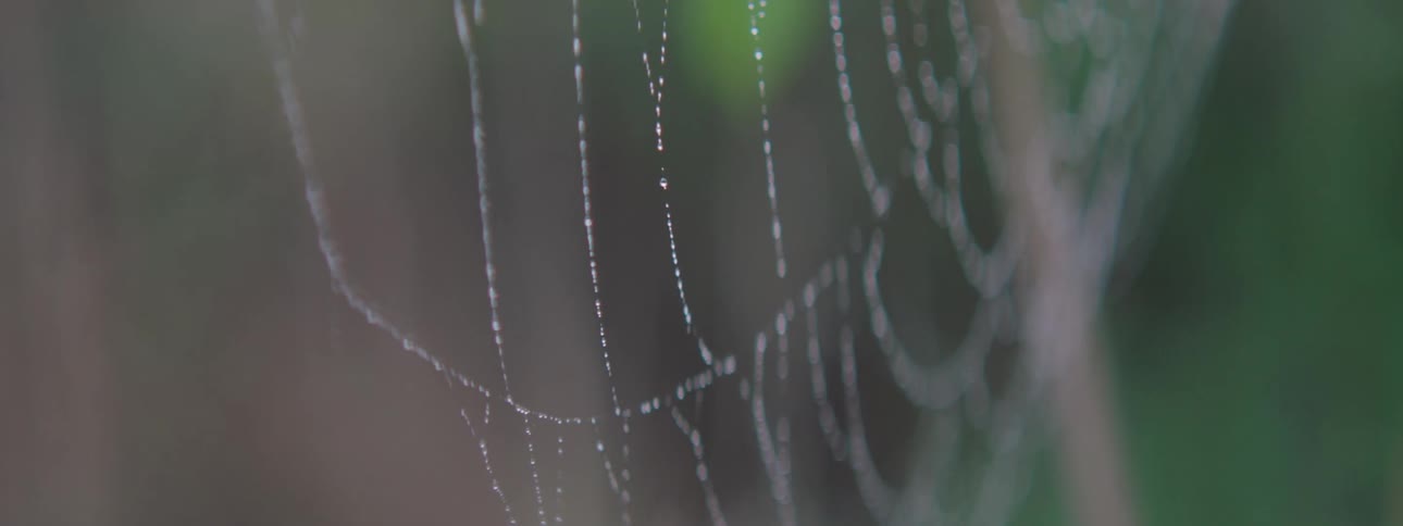 A spider web with white threads and swaying in the wind