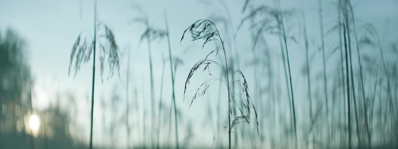 Some branches of tall grass and back in the sun illuminating the day in the morning