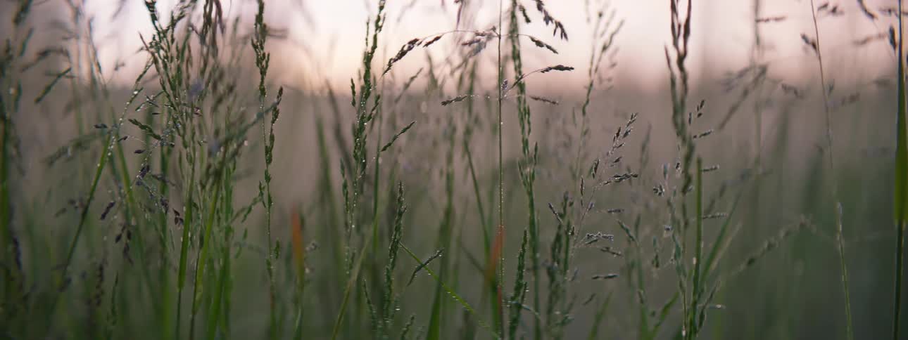 Tall thin weeds in a field at sunrise