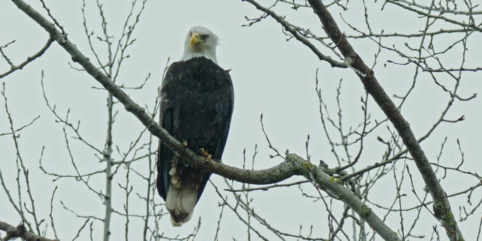 A bald eagle is perched atop a branch as snow falls around it