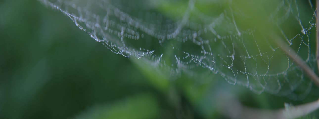 A white spider web formed on a thin stick